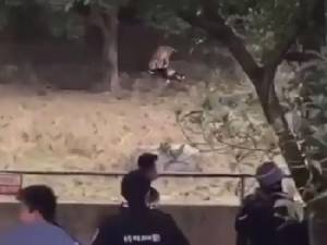 (คลิป) ชายจีนเที่ยวตรุษจีน ปีนกรงสวนสัตว์ เสือโคร่งกัดเสียชีวิต