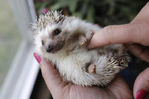 Pet hedgehog