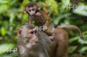 Gel alternative to vasectomy works in monkeys: study