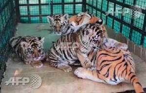 Dummy mummy comes to the rescue of tiger cubs in India