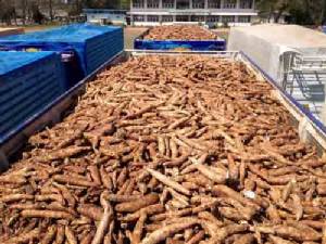 “พาณิชย์” ตามจับรถบรรทุกมัน 3 คัน หลังพบขนย้ายไม่ตรงตามที่ขออนุญาต หวั่นลักลอบนำเข้า