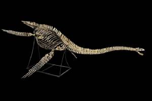 Marine dinosaur skeleton