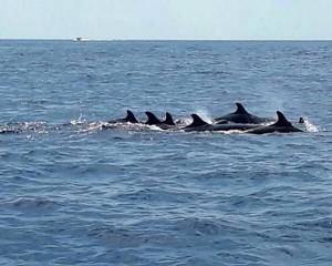 นทท.เฮ...พบฝูงวาฬเพชฌฆาตกว่า 30 ตัว โผล่เล่นน้ำที่หมู่เกาะสิมิลัน