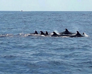 นทท.เฮ...พบฝูงวาฬเพชฌฆาตกว่า 30 ตัว โผล่เล่นน้ำที่หมู่เกาะสิมิลัน