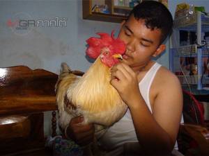 ตะลึง! “น้องภูมิ” ไก่พันธุ์เนื้อติดคน 1 ในครอบครัวชาวสตูล (ชมคลิป)