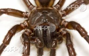 Spider venom may offer hope to stroke victims: scientists