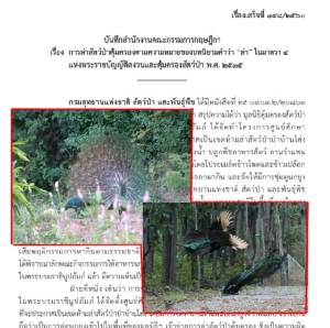 กฤษฎีกาชี้ “ซุ้มดูนกยูง” พ่วงให้อาหาร เขตห้ามล่าสัตว์ป่าบ้านโฮ่ง ลำพูน ไม่เข้าข่ายความผิด “ล่า” แม้ส่อเสียพฤติกรรมหากิน