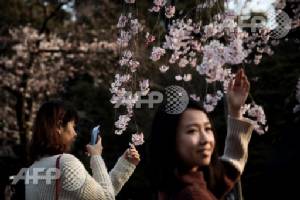 Japan counts down to cherry blossom fever