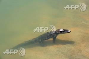Baby crocodile found in suburban Australia returned to zoo