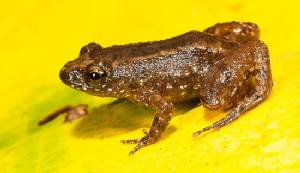Frog excretes mucus that fights flu: study