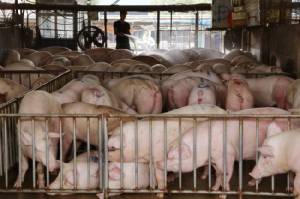 เวียดนามหมูล้นตลาด วางแผนเพิ่มเมนูเนื้อหมูค่ายทหาร-โรงงานช่วยเกษตรกร