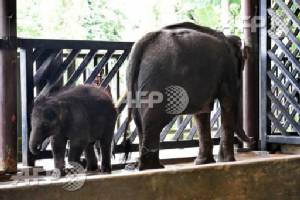 Woman seriously injured by elephant at Czech circus