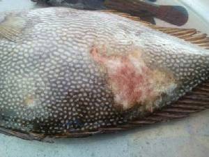 ส่องทะเลไทยหลังน้ำมันรั่วซ้ำซาก ปลาหน้าดินป่วย- ตาย 70%
