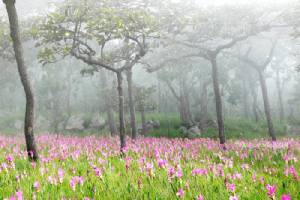 สวยสะพรั่งรับฝน “หยิบหมอก หยอกดอกกระเจียว” เทศกาลท่องเที่ยวดอกกระเจียวบาน