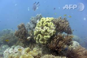 Chemical cocktail found in Barrier Reef turtles