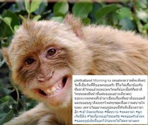 อย่าดรามา! เมีย “ซิโก้” แจงโพสต์รูปลิง ไม่เกี่ยว “ช้างศึก” พ่าย