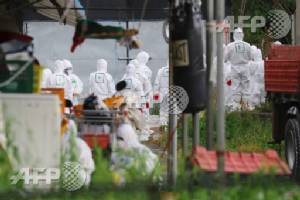 Culls, poultry transport ban as S. Korea fights bird flu outbreak