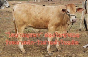 “โคบาลบูรพา”ต้องไม่ซ้ำรอย วัวพลาสติก-วัวล้านตัว