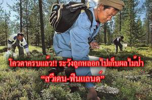 ระวัง!! ถูกหลอกไปทำงานเก็บผลไม้ป่า “สวีเดน-ฟินแลนด์” เผยโควตาครบแล้ว