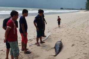 สลด! คลื่นซัดซากโลมาเกยตื้นที่หาดบางสัก ยังระบุชนิดไม่ได้
