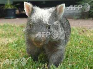George the wombat turns one, warms hearts again