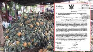 มท.เจียด 4 แสน ซื้อ “สับปะรดปัตตาเวีย” ช่วยเกษตรกร จ.ลำปาง ตั้งโต๊ะขายข้าราชการในสังกัด กิโลฯละ 10 บาท