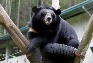เวียดนามจับมือองค์กรพิทักษ์สัตว์เร่งช่วยเหลือหมีกว่า 1,000 ตัว ถูกขังรีดน้ำดี