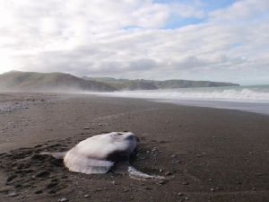 InClip : สุดฮือฮา! พบสายพันธุ์ใหม่ “ปลายักษ์แสงอาทิตย์” ในรอบ 130 ปี เกยตื้นขึ้นฝั่งหาดนิวซีแลนด์