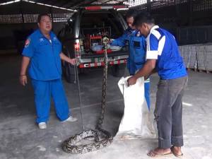 ชุมจริง! เจออีกตัว “งูเหลือมยักษ์” นอนขดตัวบนหลังคาในโกดังย่านชานเมืองหาดใหญ่