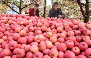ชมภาพชาวสวนเก็บผลแอปเปิลสีแดงอมชมพูละลานตา ไพศาลกว่าแสนไร่