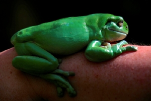 Green Tea frog