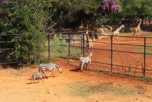 สวนสัตว์โคราชสุดปลื้ม..ได้สมาชิกใหม่ “ลูกม้าลาย” แห่งทุ่งหญ้าแอฟริกา ส่งท้ายปี 2560