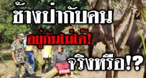 (ชมวิดีโอ) จริงหรือที่ช้างป่าอยู่ร่วมกับคนไม่ได้!