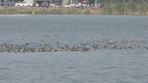 นกเป็ดน้ำกว่า 500 ตัวบินหนีหนาวจากจีน หากินถึงเมืองขอนแก่น
