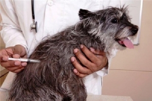 แนะ อปท.ใช้งบกองทุนสุขภาพตำบล ซื้อวัคซีนคุม “พิษสุนัขบ้า”