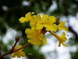 ได้เวลา “เหลืองอินเดีย” ชูดอกรูปแตรยาวป่าวประกาศความงดงาม  / สกนธ์ รัตนโกศล
