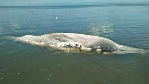 ผงะ! พบซากปลาวาฬหนักกว่า 1 ตัน ลอยตายที่เกาะสุกร