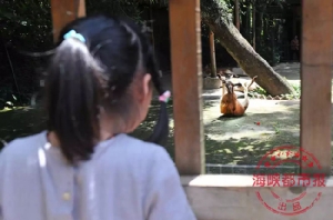 โหดเหี้ยม! นักท่องเที่ยวจีนรุมเขวี้ยงก้อนหินใส่ "จิงโจ้" กระตุ้นให้กระโดดจนตาย