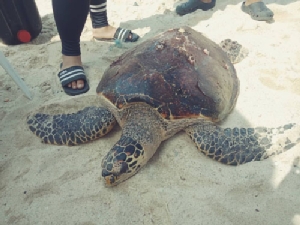 เจ้าเต่ายักษ์โผล่ริมหาดบ้านเกาะล้าน เจ้าหน้าที่ช่วยพากลับทะเลอย่างปลอดภัย