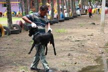 ปศุสัตว์ชลบุรีส่ง จนท.จับสุนัขจรจัดใน ร.ร.ชุมชนหนองตำลึง หลังกัดเด็กหญิงวัย 9 ปี เจ็บ
