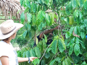 เกษตรกรชาวตรังหันทำ “สวนของพ่อ” พร้อมปลูกกาแฟให้เรียนรู้แบบครบวงจร