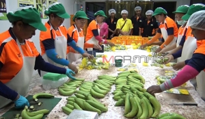 กลุ่มกล้วยหอมทองระโนดเร่งแพกผลผลิตส่งขายเซเว่นฯ เพิ่มเป็น 1 หมื่นลูกทุกวัน