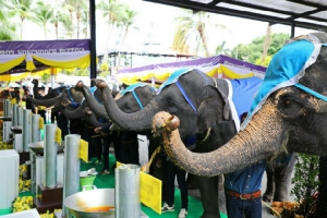 สวนนงนุชพัทยานำช้างแสนรู้ 9 เชือก ร่วมหล่อเทียนพรรษา สืบสานประเพณีไทย