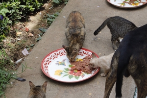 TSPCA ลงพื้นที่ช่วยเหลือสุนัขแมวจรจัดขาดแคลนอาหาร รณรงค์ห้ามปล่อยสัตว์ในวัด