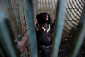 นักอนุรักษ์เร่งช่วยเหลือหมีในเวียดนาม หลังคนเลี้ยงปล่อยอดตายคากรงเหตุน้ำดีราคาตก