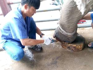 น่าทึ่ง! หมอช้างนำภูมิปัญญาไทยทำสปาช้าง ทั้งนวด-สครับผิว-เนลส์สปา ยันพอกโคลนดำ(ชมคลิป)
