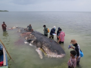 ผงะ! เจอขยะเกือบ 6 กก.ในท้องวาฬหัวทุยตัวยักษ์เกยตื้นตายที่อินโดฯ