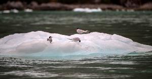 นกทะเลแอนตาร์กติกบนภูเขาน้ำแข็งใกล้ๆ ธารน้ำแข็งซานตาอินเนส (Martin BERNETTI / AFP) 