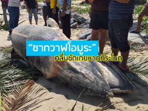 ผงะ! พบซาก “วาฬโอมูระ” หายากหนักเกือบ 1 พัน กก. ถูกคลื่นซัดเกยหาดที่ระโนด