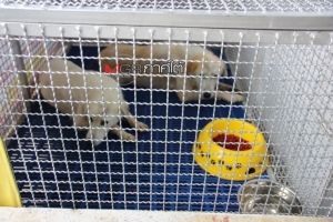 สุนัขรุมกัดเด็กอาการปกติ ชาวบ้านวิงวอนจับหมาจรจัดที่เหลือด่วน หวั่นเกิดเหตุซ้ำ